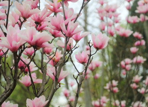 武漢美博會:東湖公園——最大的賞櫻樂園